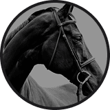 User Horse