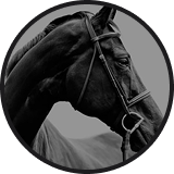 TheFlowHorse